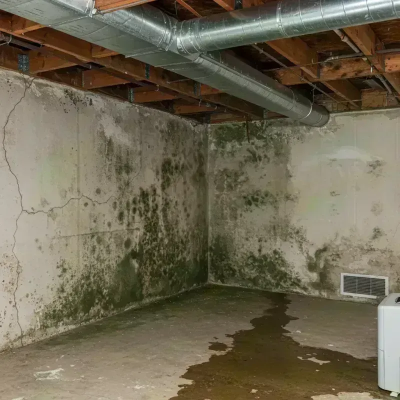 Professional Mold Removal in Evergreen, CO